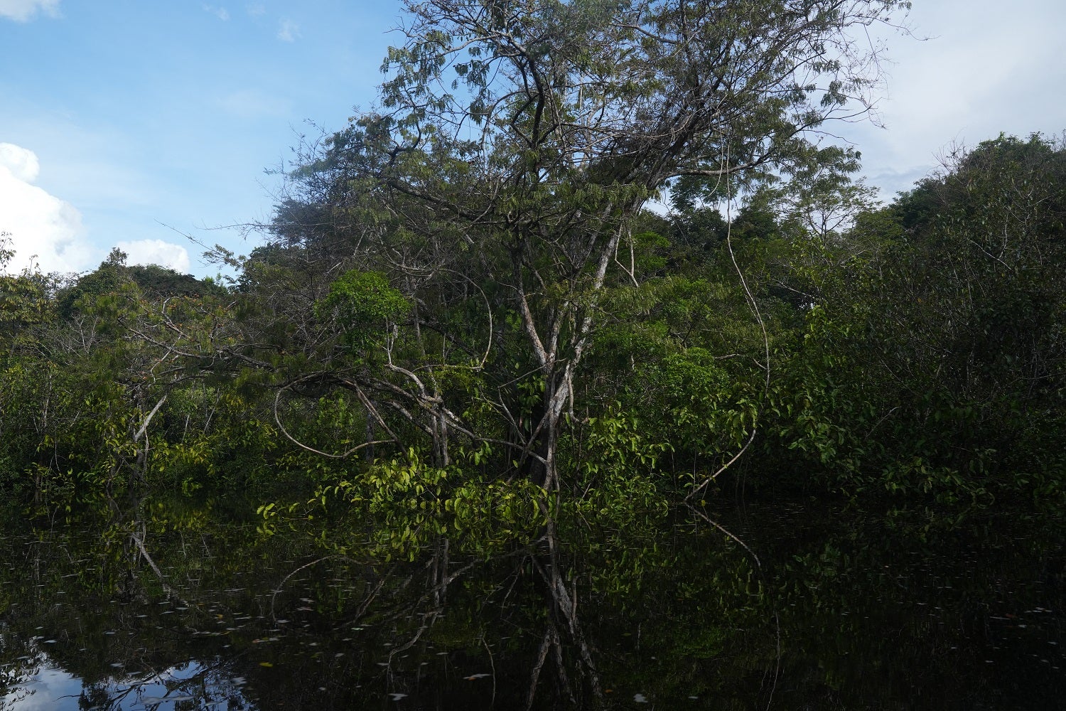 Níveis de devastação das florestas tropicais continuam alarmantes
