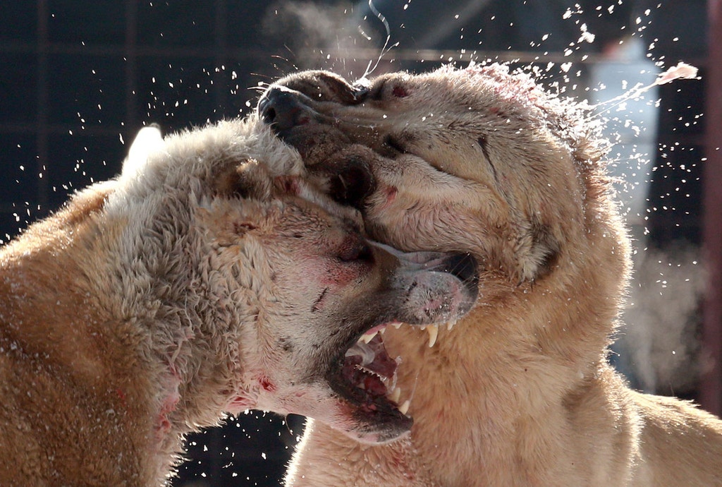 Imagem ilustrativa: Tradição