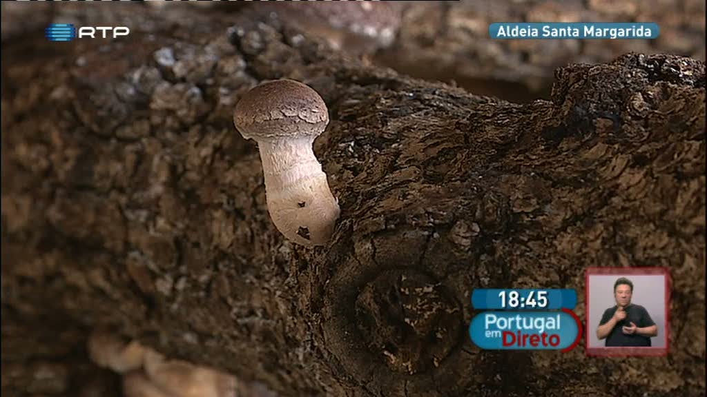 Portugal marca pontos na produção de cogumelos para exportação