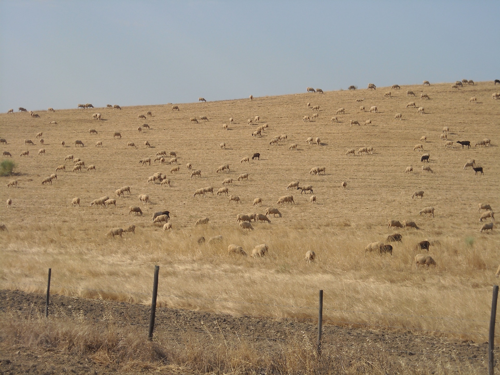  Enviado por Susana Raquel Figueira Nunes - tirada entre Beja e &Eacute;vora 