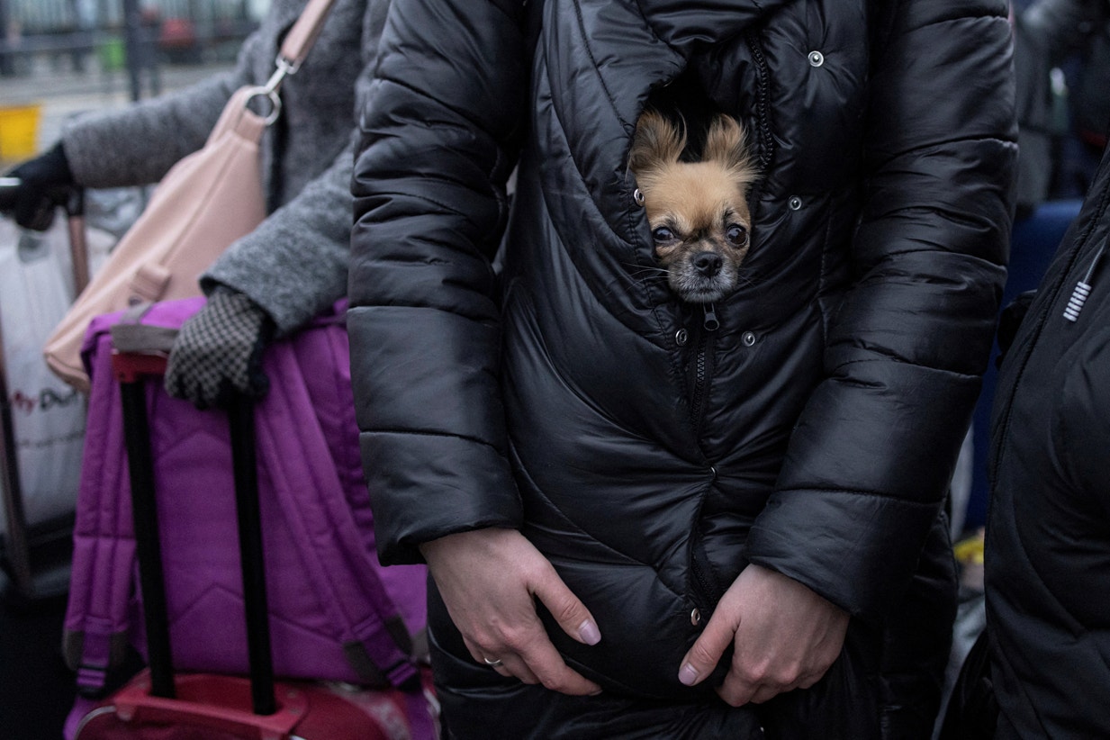  Esta&ccedil;&atilde;o de comboios de Lviv. Os animais dom&eacute;sticos tambem s&atilde;o refugiados | Marko Djurica - Reuters   