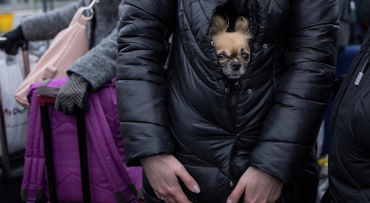 Esta&ccedil;&atilde;o de comboios de Lviv. Os animais dom&eacute;sticos tambem s&atilde;o refugiados | Marko Djurica - Reuters   