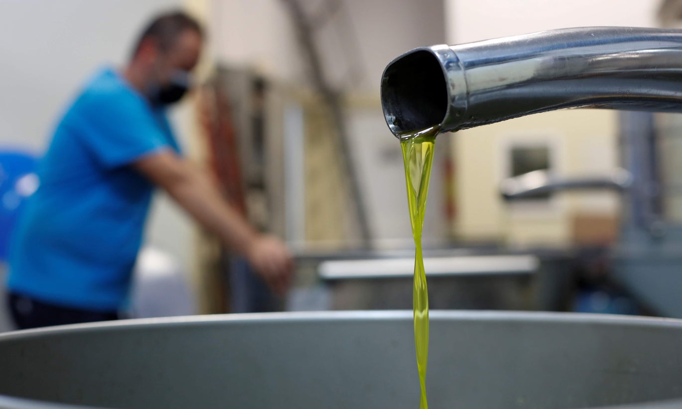 Produção de azeite em Portugal quintuplicou nos últimos 26 anos e ainda está a crescer