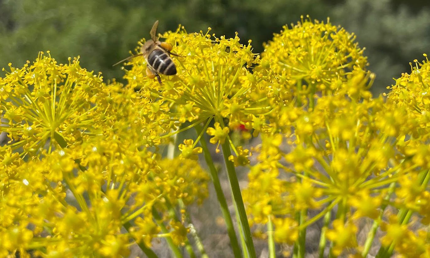 High pollen concentration in the central and southern regions starting tomorrow