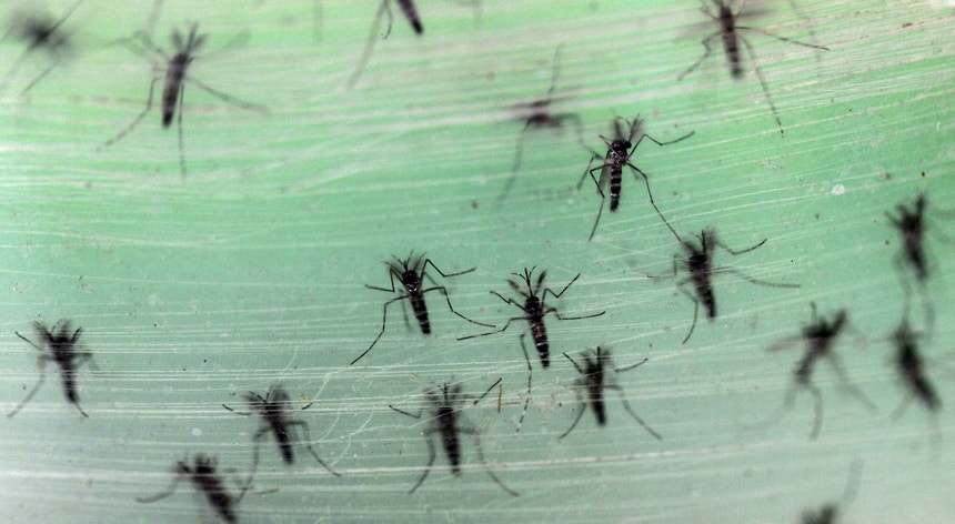 O <i>Aedes albopictus</i> surge agora em Portugal
