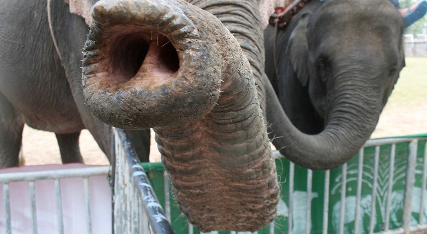 Imagem ilustrativa: Tailândia vacina elefantes para conter reprodução devido à expansão humana