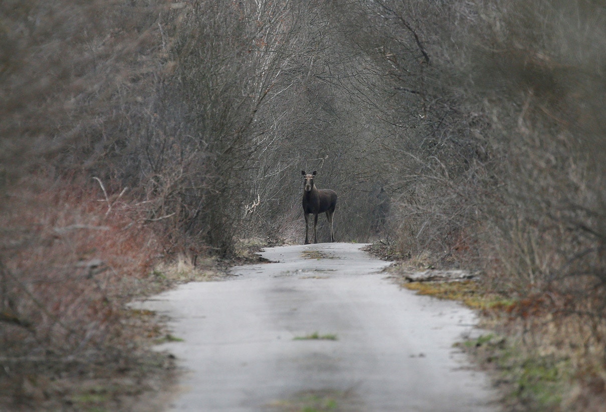  Um alce &eacute; visto a rondar a zona de Chernobyl | Gleb Garanich - Reuters 