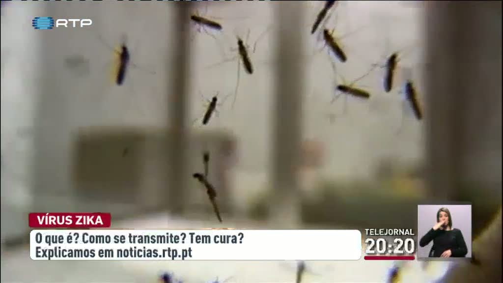 Autoridades confirmam sexto caso de zika em Portugal