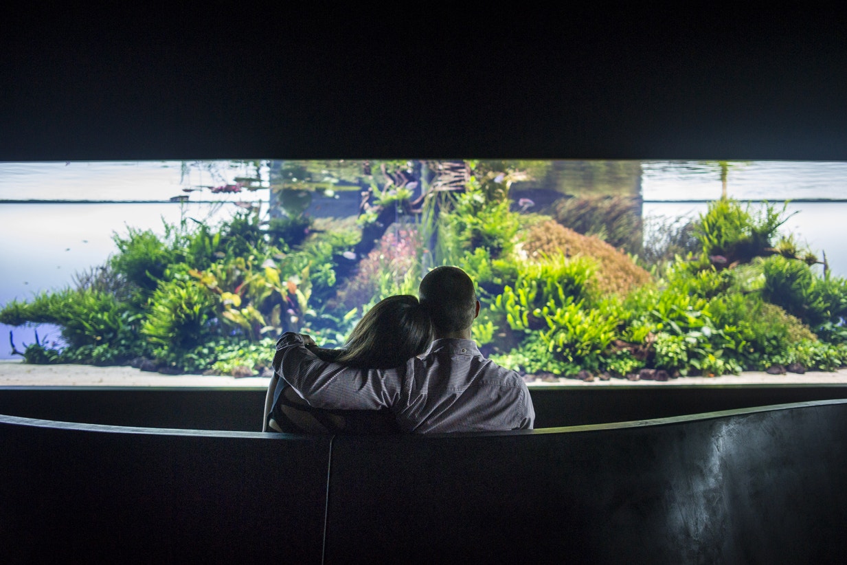  Florestas Submersas por Takashi Amano, 2016 | Pedro Pina - Ocean&aacute;rio de Lisboa  