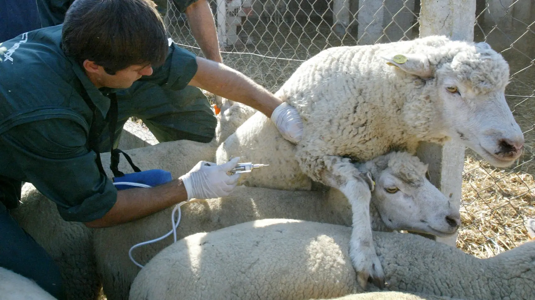 Farmers warn of economic damage caused by bluetongue in Castelo Branco