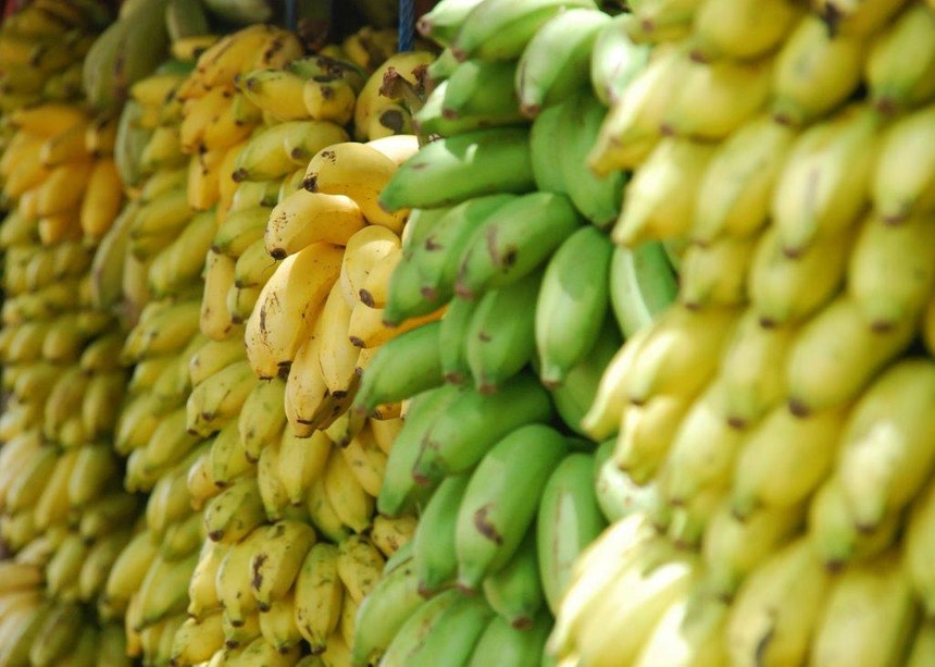 Produtores do Vale do Ribeira fecham a maior encomenda de bananas