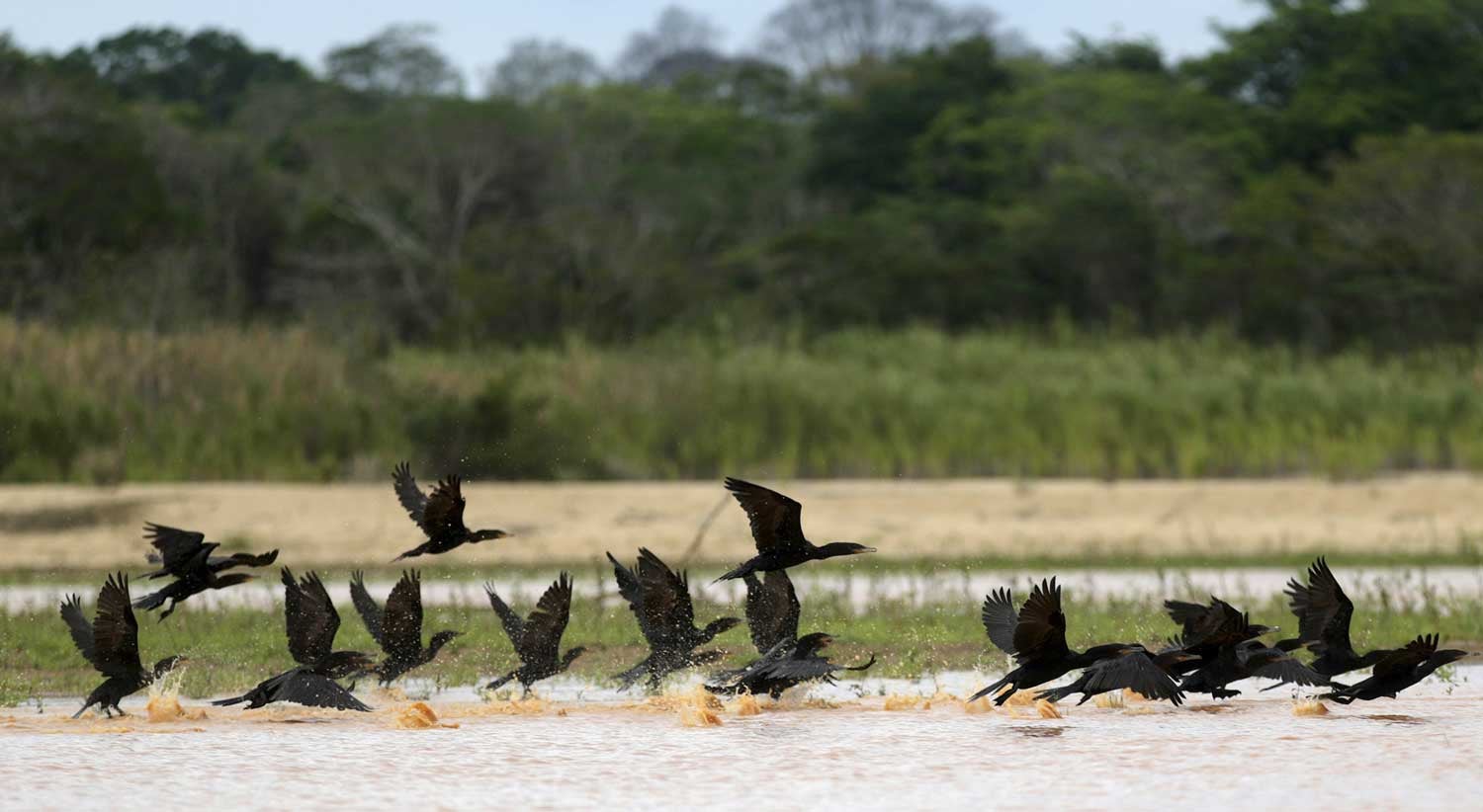 Tribunal da UE declara incumprimento de Portugal na conserva��o de habitats
