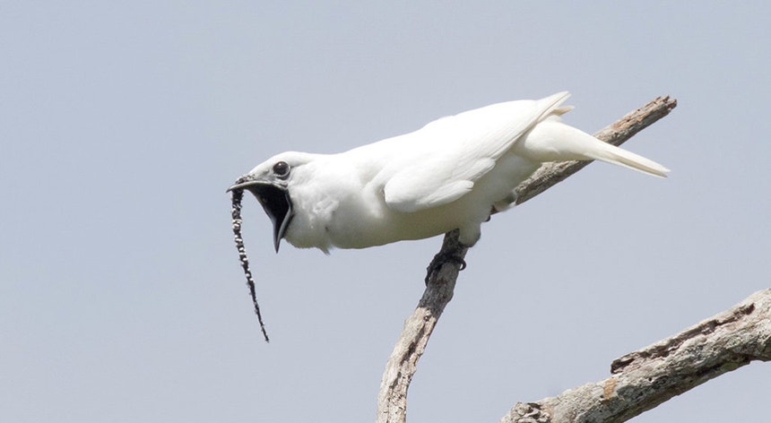 Tem o nome de "White Bell Bird" e faz jus ao nome que têm. 
