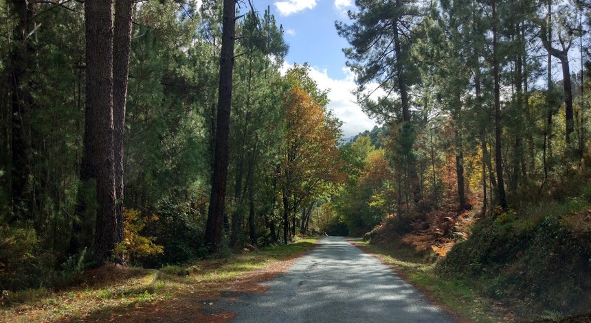 Imagem de Nova plataforma que ajuda Portugal a plantar com mais resiliência é hoje lançada