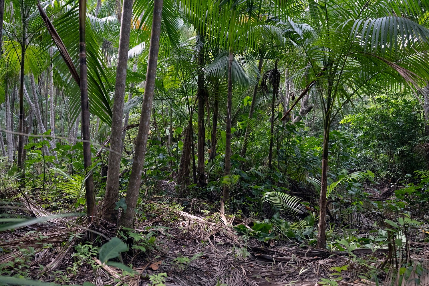 Luta contra a desflorestação no centro do novo plano climático brasileiro