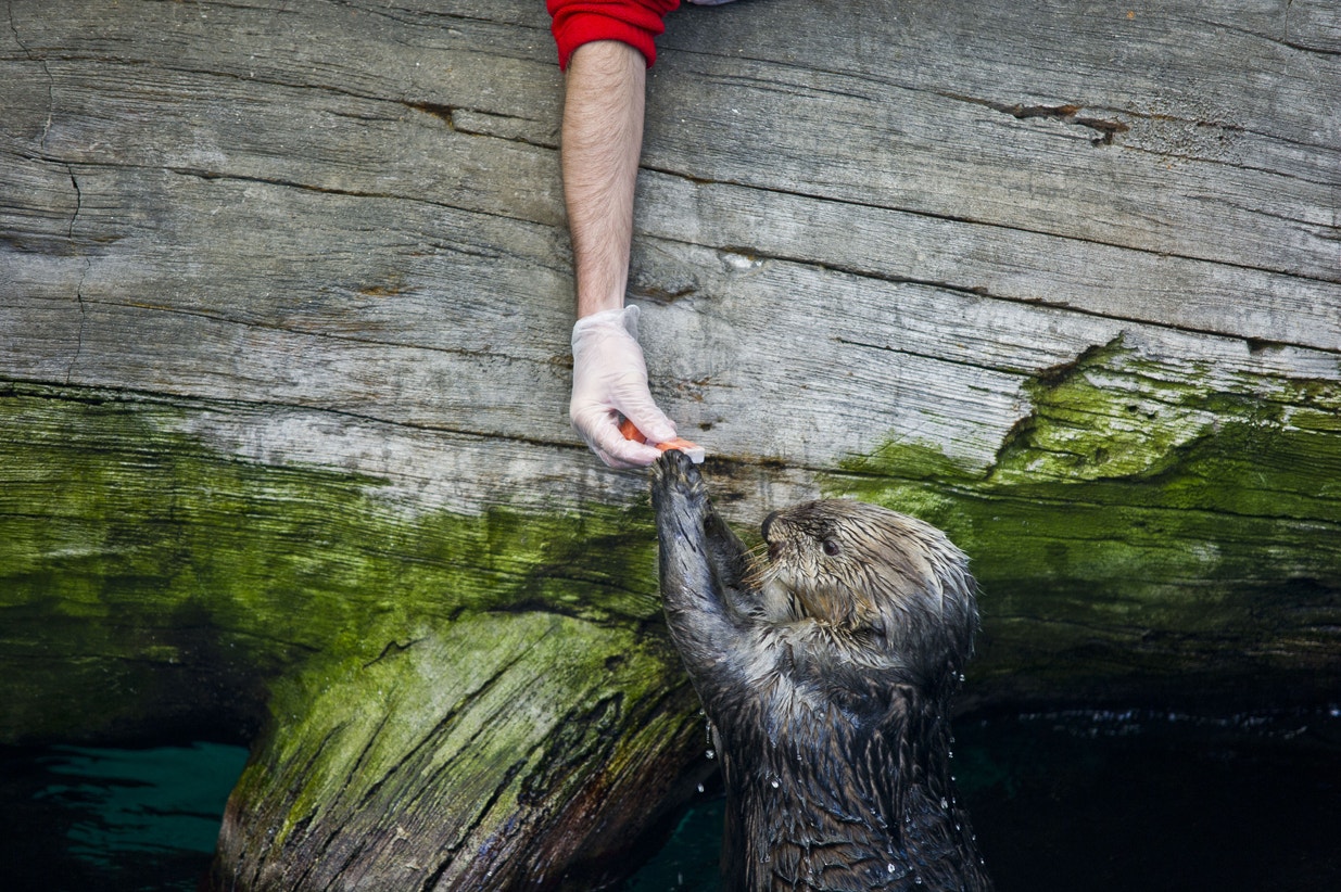  Alimenta&ccedil;&atilde;o de lontra-marinha, 2013 | Pedro Pina - Ocean&aacute;rio de Lisboa 