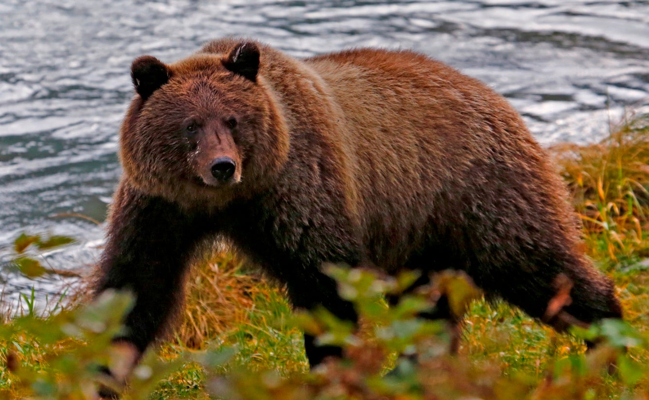 urso-pardo-observado-em-portugal