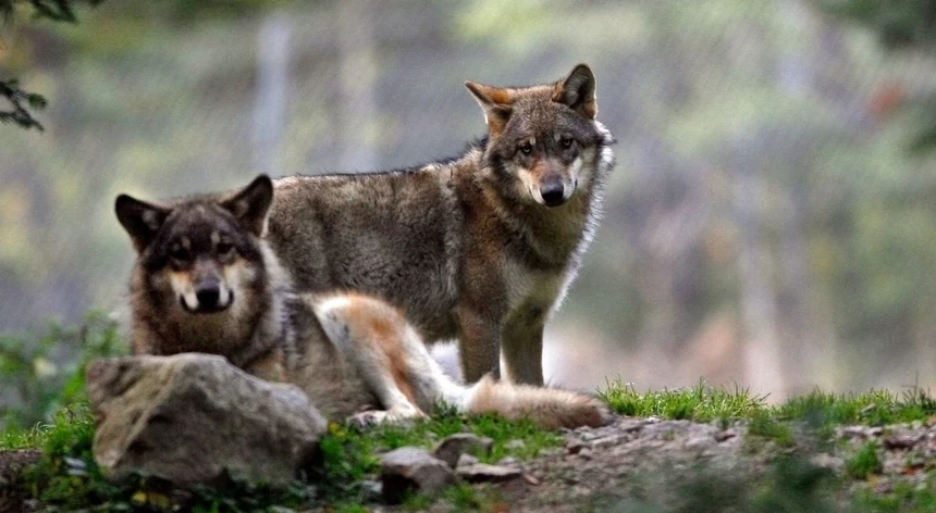 Governo altera regime de compensações a ataques de lobo ibérico