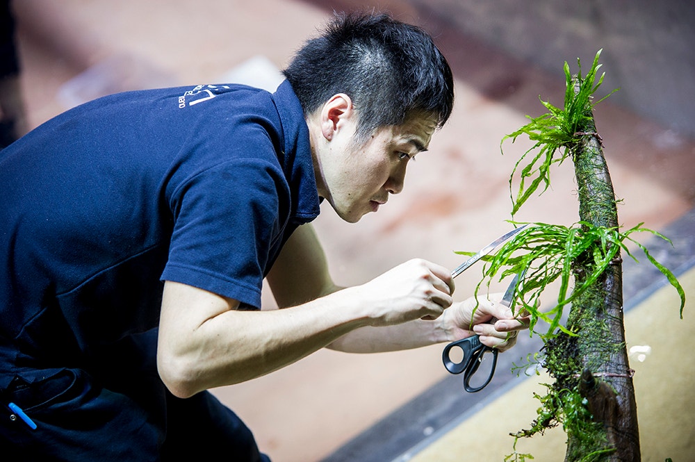  Pedro A. Pina / Ocean&aacute;rio  