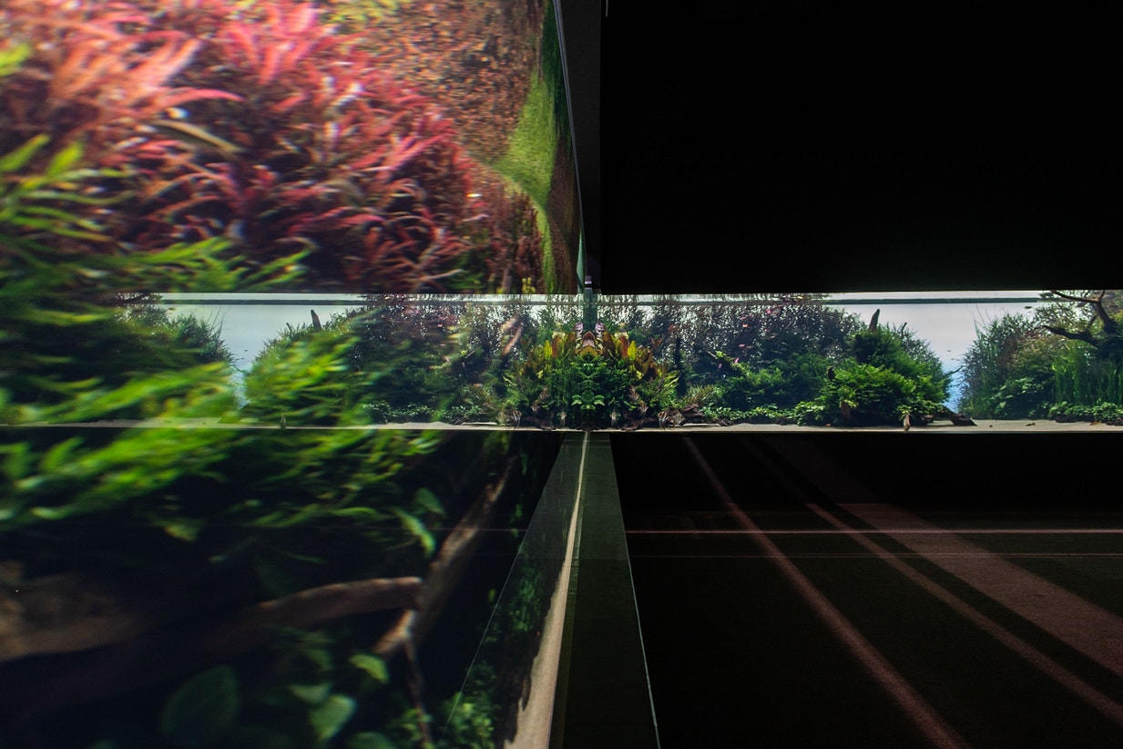  Florestas Submersas por Takashi Amano, 2016 | Pedro Pina - Ocean&aacute;rio de Lisboa 