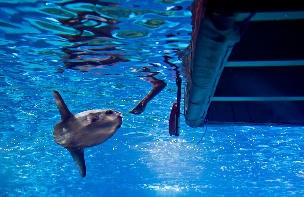  Alimenta&ccedil;&atilde;o do Peixe Lua, 2013 | Pedro Pina - Ocean&aacute;rio de Lisboa 