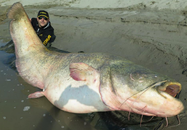 Gato gigante de quase 12 kg faz sucesso nas redes sociais 