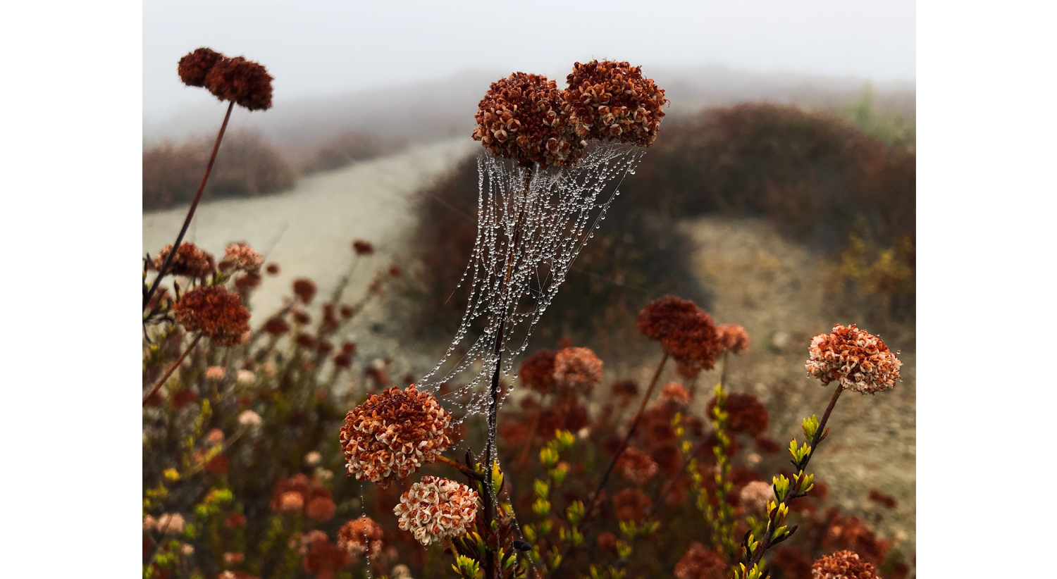  Gotas de orvalho numa manh&atilde; em Los Angels, nos Estados Unidos. 19 de agosto de 2019 /Lucy Nicholson - Reuters 