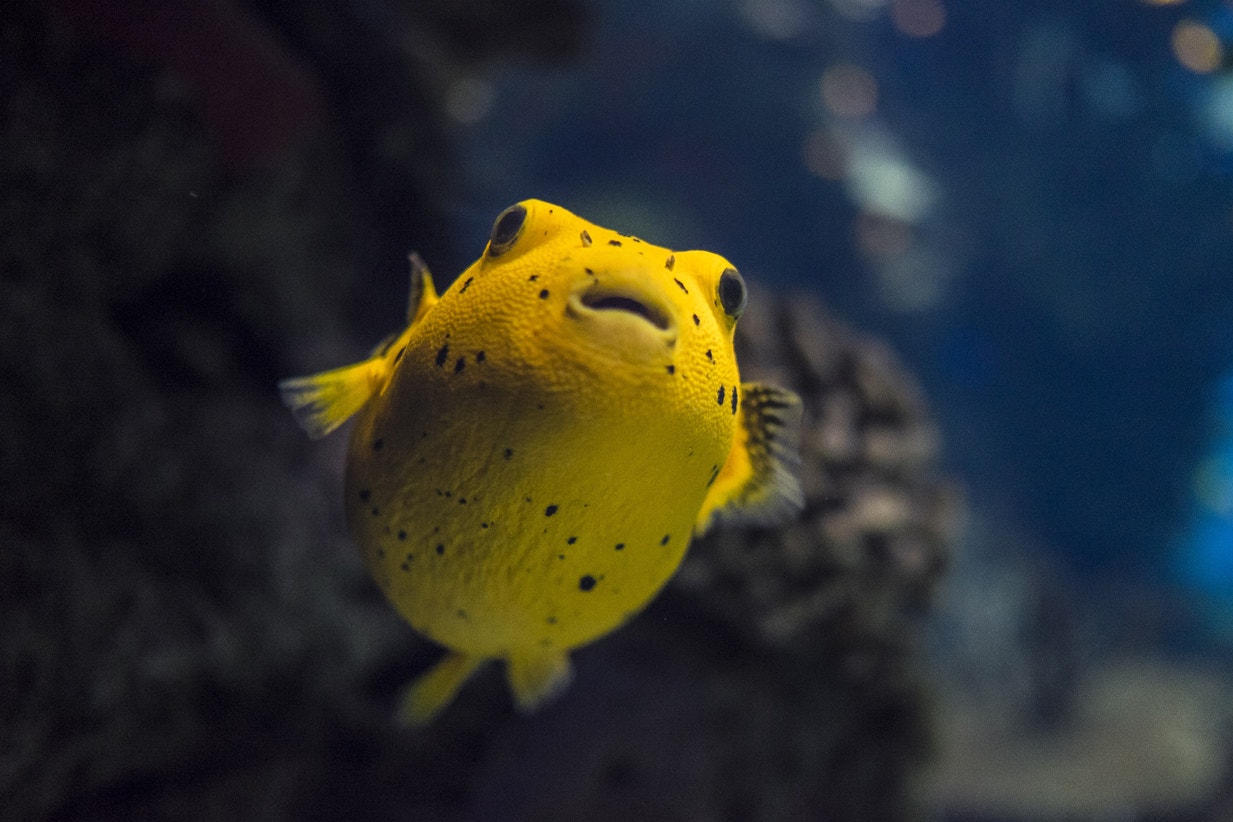  Peixe-bal&atilde;o, 2015 | Pedro Pina - Ocean&aacute;rio de Lisboa  