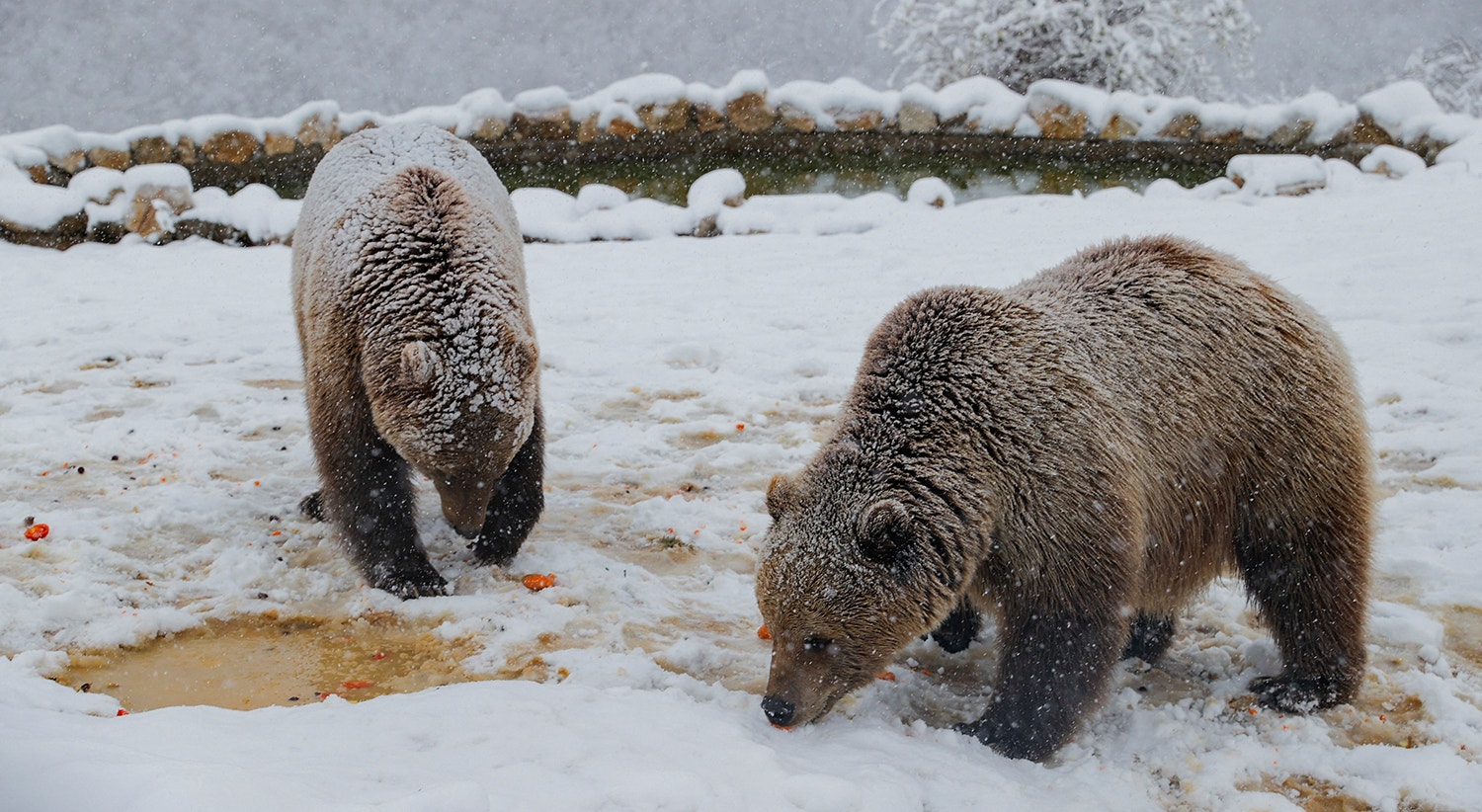  Santu&aacute;rio para ursos em Mramor, Kosovo | Foto: Valdrin Xhemaj - Reuters 