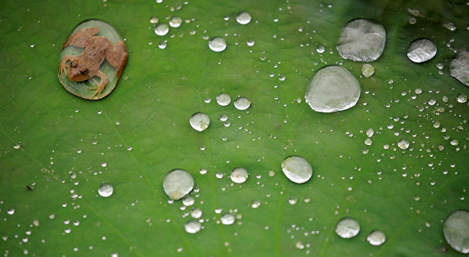  Nepal 26 de setemrbo de 2019 /Navesh Chitrakar - Reuters 