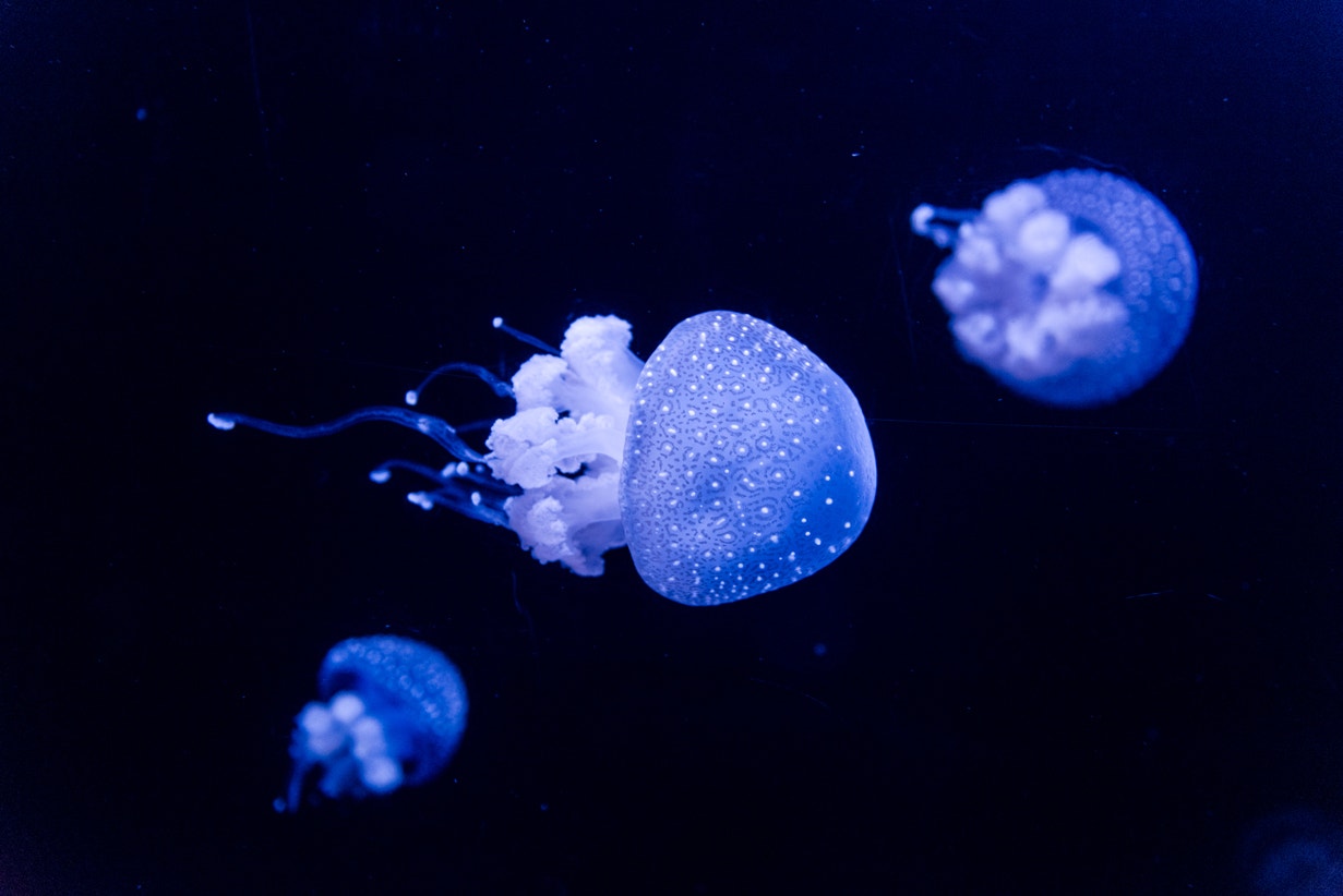  Medusa-de-pintas | Pedro Pina - Ocean&aacute;rio de Lisboa 