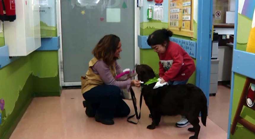 Imagem ilustrativa: Cães ajudam a superar internamentos nos hospitais