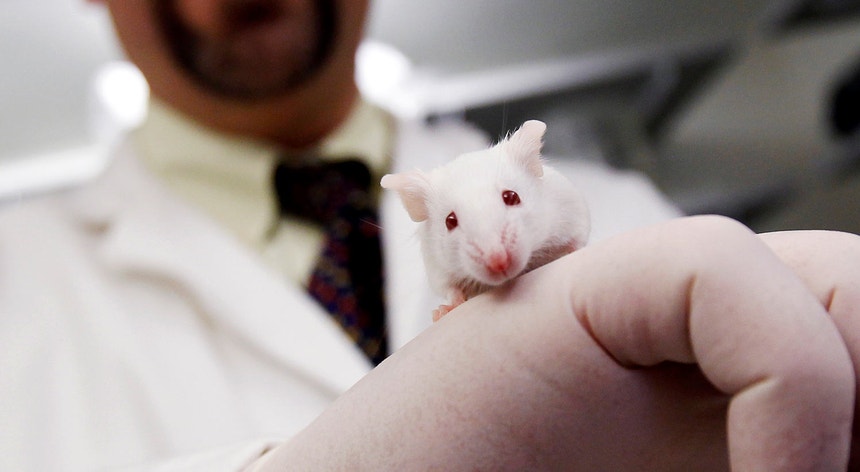 A União Europeia utilizou 9,39 milhões de animais em experiências de laboratório em 2017, dos quais 70% foram roedores
