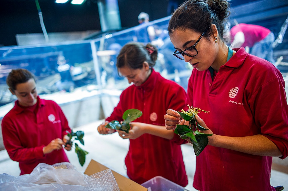  Pedro A. Pina / Ocean&aacute;rio  