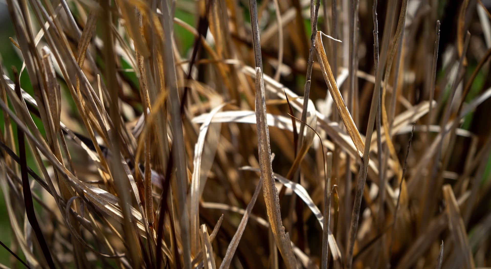  Foto: Rodrigo Lobo - RTP 