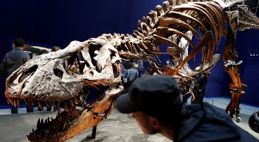 Tiranossauro Rex - Trix | Philippe Wojazer - Reuters
