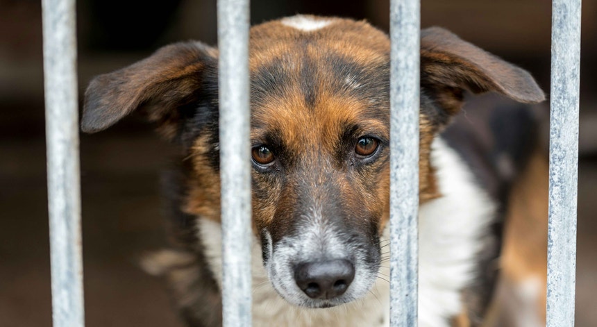 "Não existem justificações plausíveis para abandonar um animal". Associações lançam alerta em período de férias