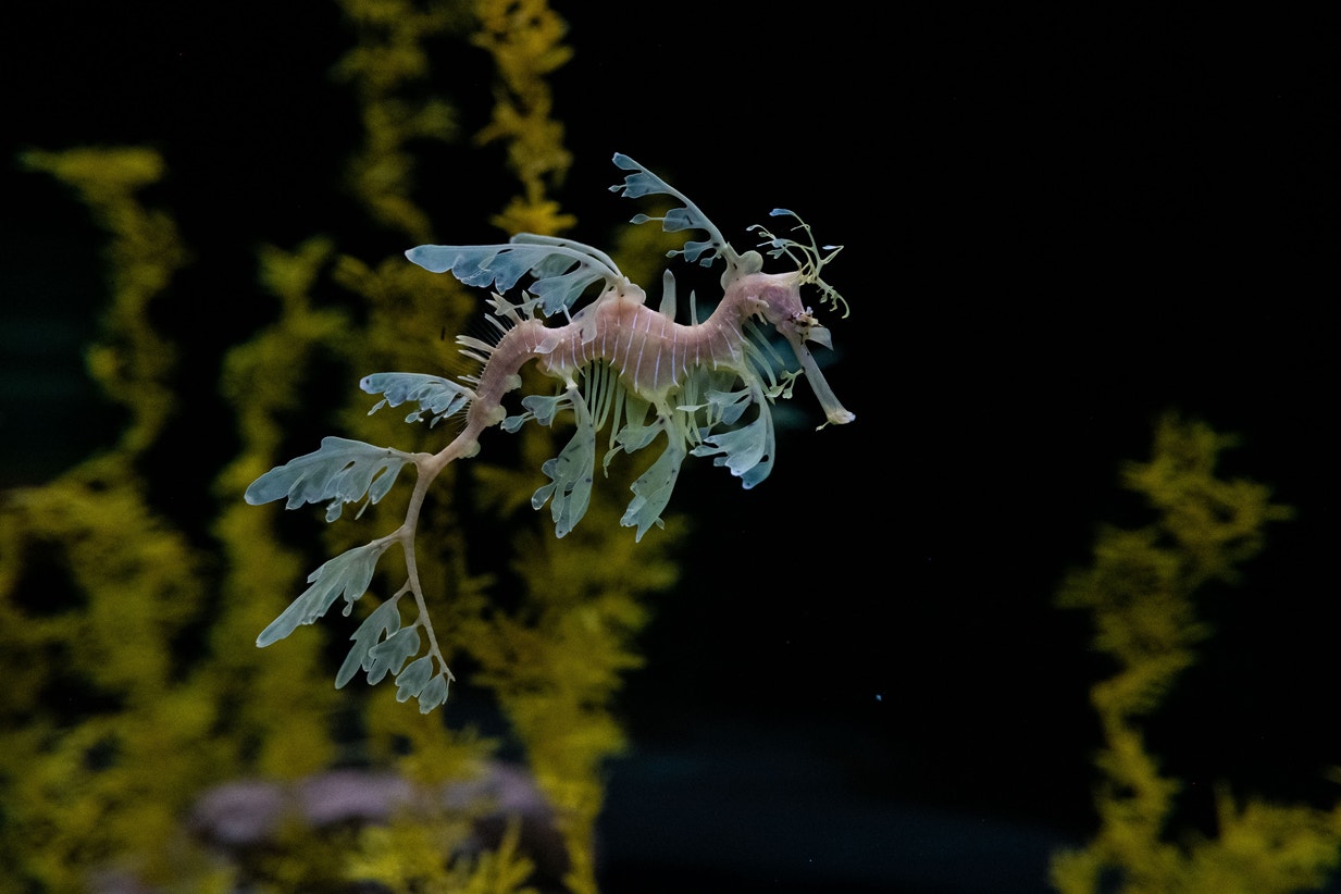  Drag&atilde;o-marinho folhoso, 2020 | Pedro Pina - Ocean&aacute;rio de Lisboa 