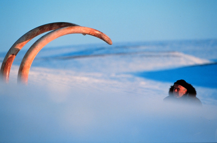 Em 1999, o explorador siberiano Bernar Buigues foi fotografado ao lado das presas de um mamute de 23.000 anos, encontrado meses antes a 300 Km da cidade russa de Khatanga. 
