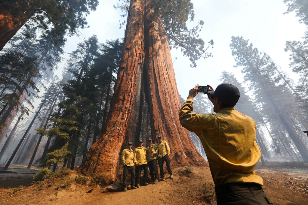 Imagem ilustrativa: EUA. Majestosa sequóia