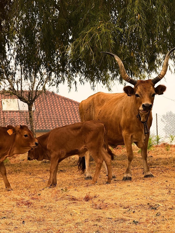 Imagem de Acordo com Mercosul deixa setor da carne apreensivo