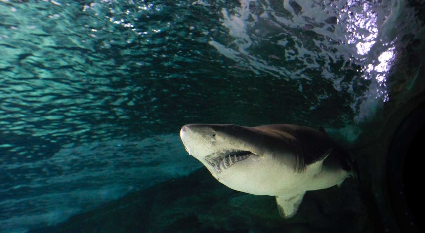 Todos os anos se registam, em média, 70 ataques de tubarões a humanos por todo o mundo. 
