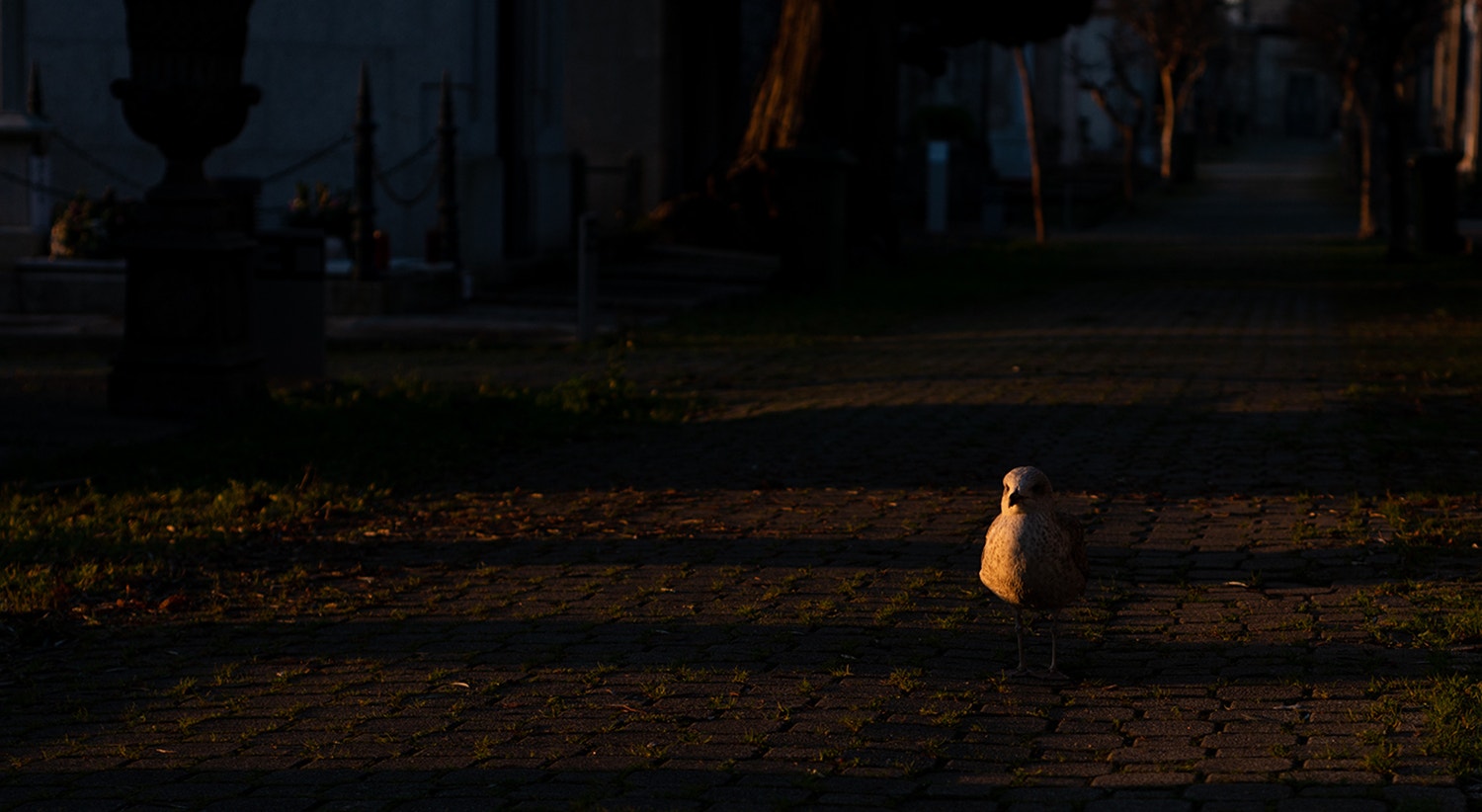  Foto: David Ara&uacute;jo - RTP  