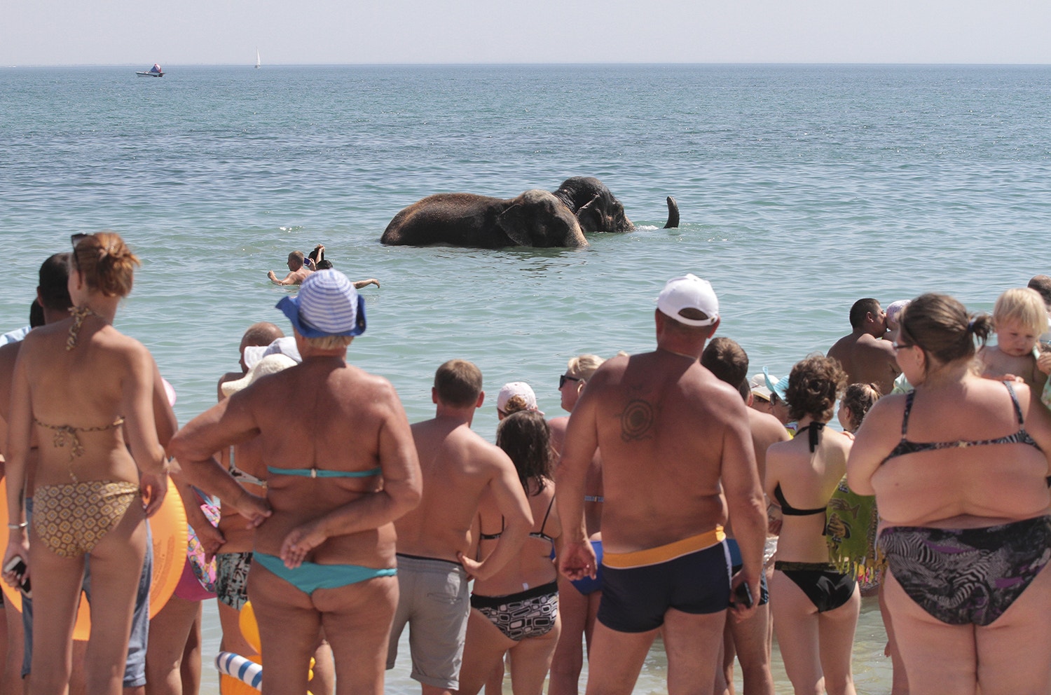  Elefantes de um circo foram &agrave; praia na Crimeia /Pavel Rebrov - Reuters 