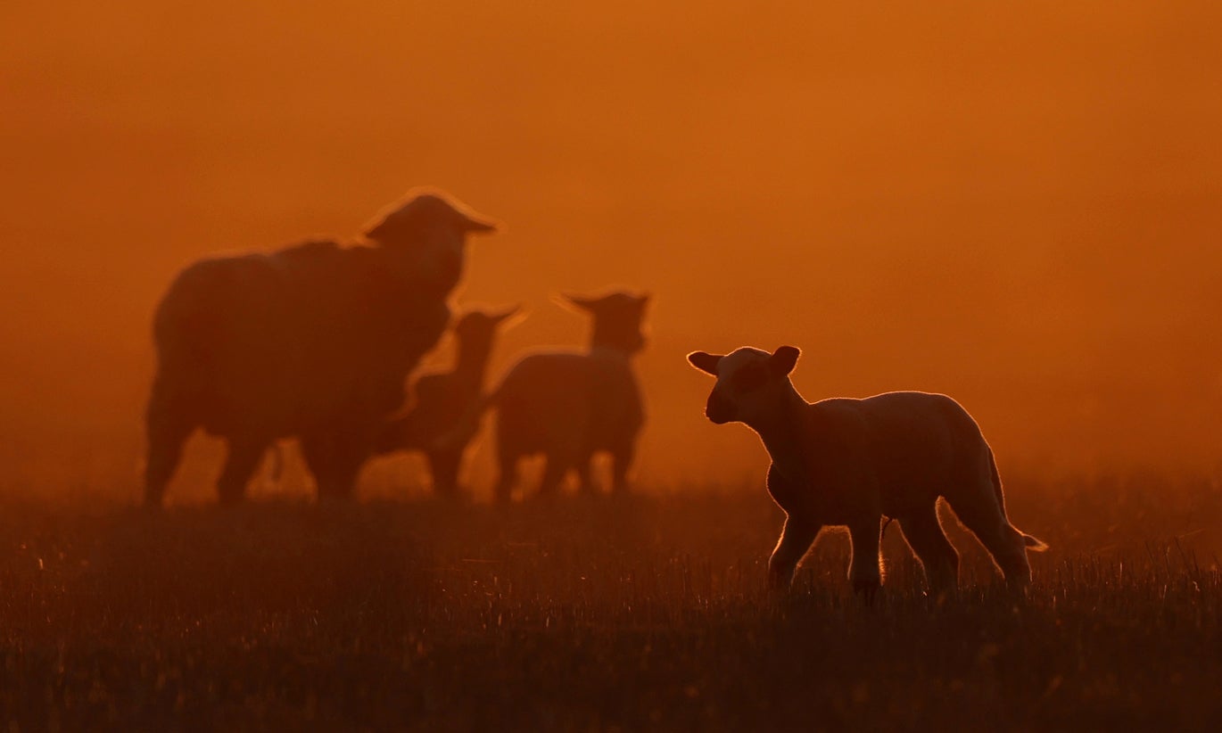 Preço do borrego produzido no Alentejo cai ligeiramente nesta Páscoa