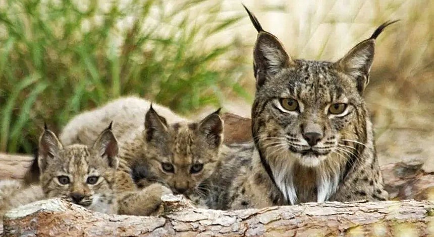 O Lince-Ibérico Aumenta em Portugal: Um Sucesso de Conservação