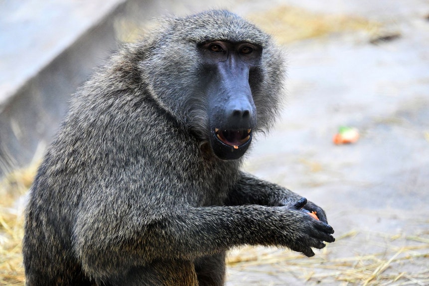 Imagem ilustrativa: O que os animais nos podem ensinar sobre como superar a tirania?