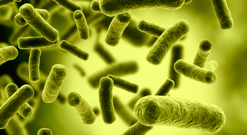 Bactéria E-coli
