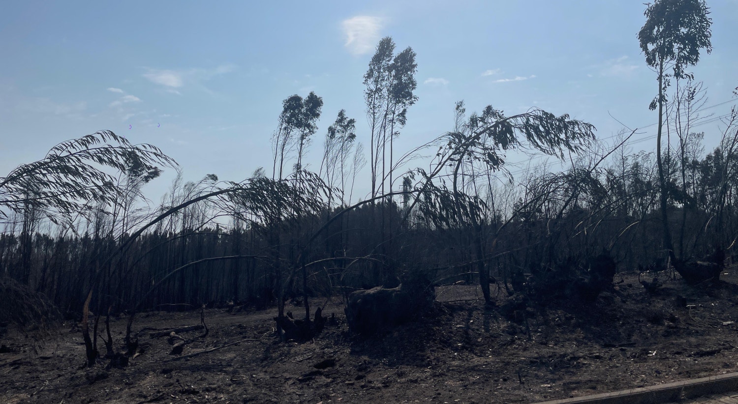  A for&ccedil;a do vento e das chamas puxaram para fora da terra as ra&iacute;zes de algumas &aacute;rvores. / Foto: Jo&atilde;o Santos Costa - RTP 