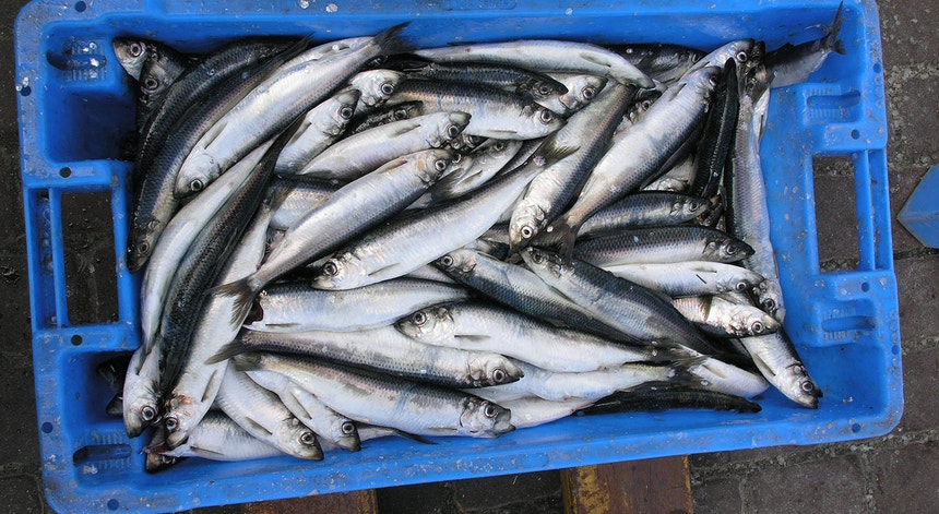 A época da pesca da sardinha reabre esta terça-feira
